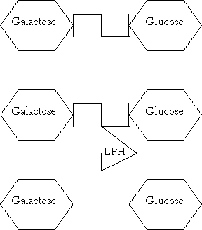 Lactose is hydrolysed by lactase (LPH)