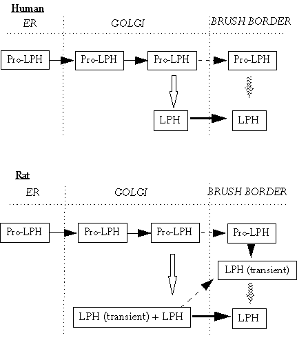 Synthesis of lactase in humans and rats