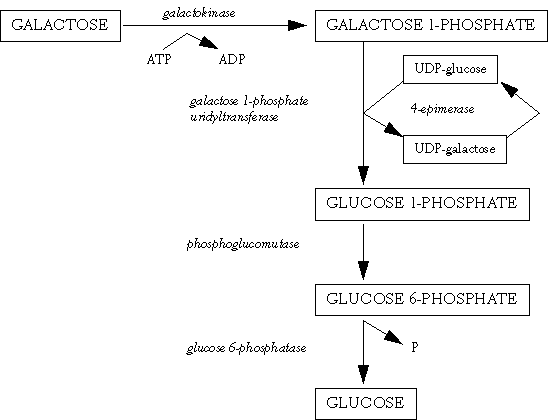 Galactose metabolism to glucose