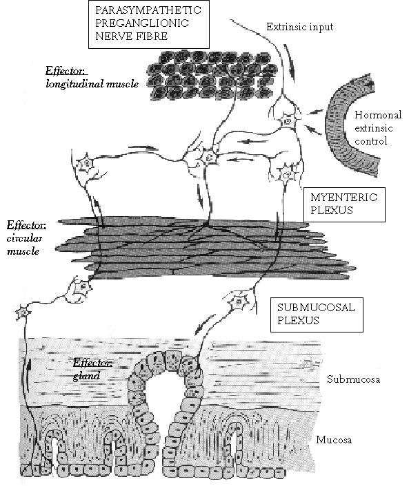 Entric nervous system